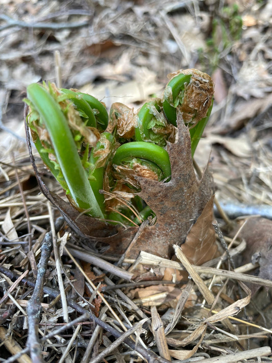 Ostrich ferns growing in their natural wetland habitat at Florence Farmstead, with vibrant green fiddleheads emerging among spring foliage.