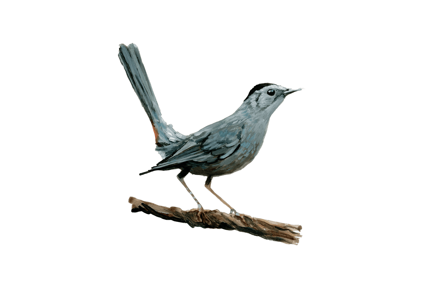 WILD BIRDS CARD - SET OF 8