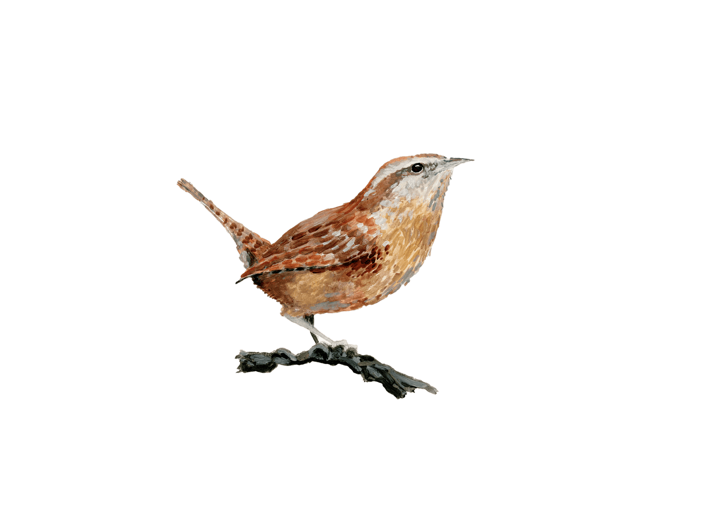 WILD BIRDS CARD - SET OF 8