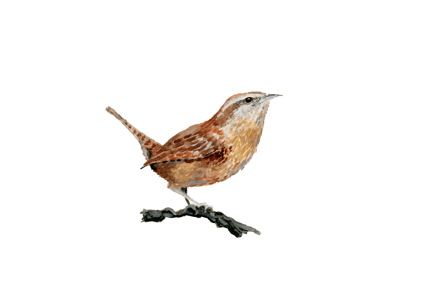 WILD BIRDS CARD - SET OF 8