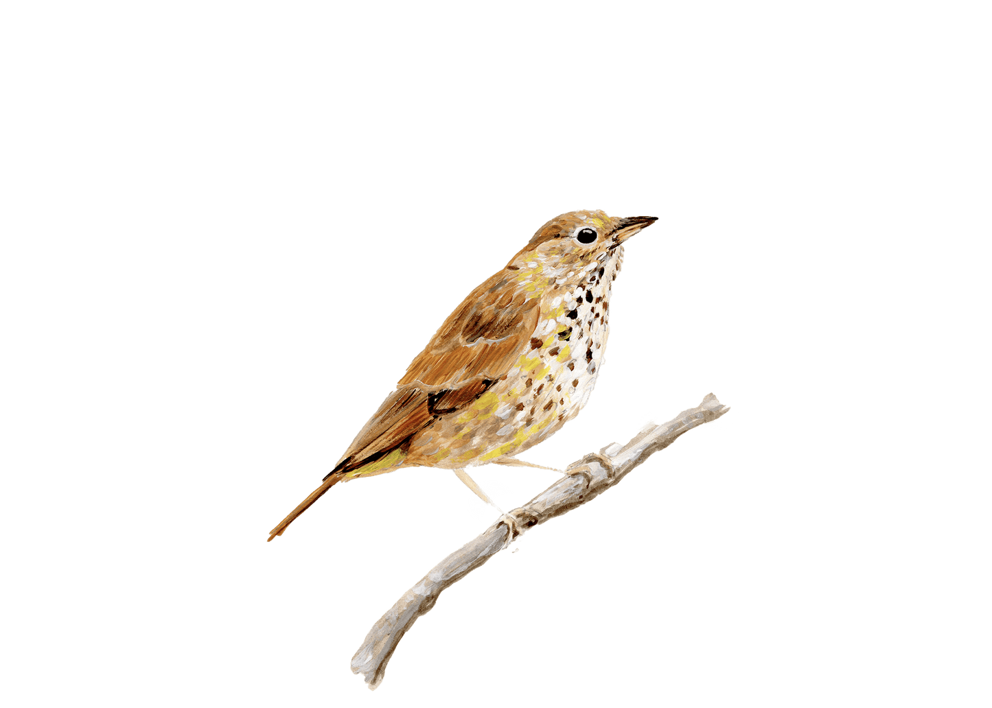 WILD BIRDS CARD - SET OF 8