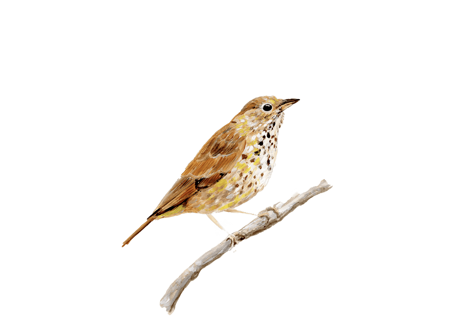 WILD BIRDS CARD - SET OF 8