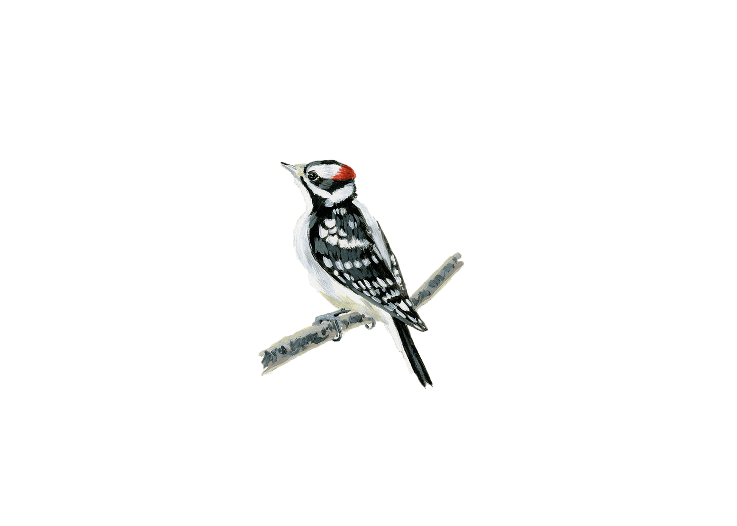 WILD BIRDS CARD - SET OF 8