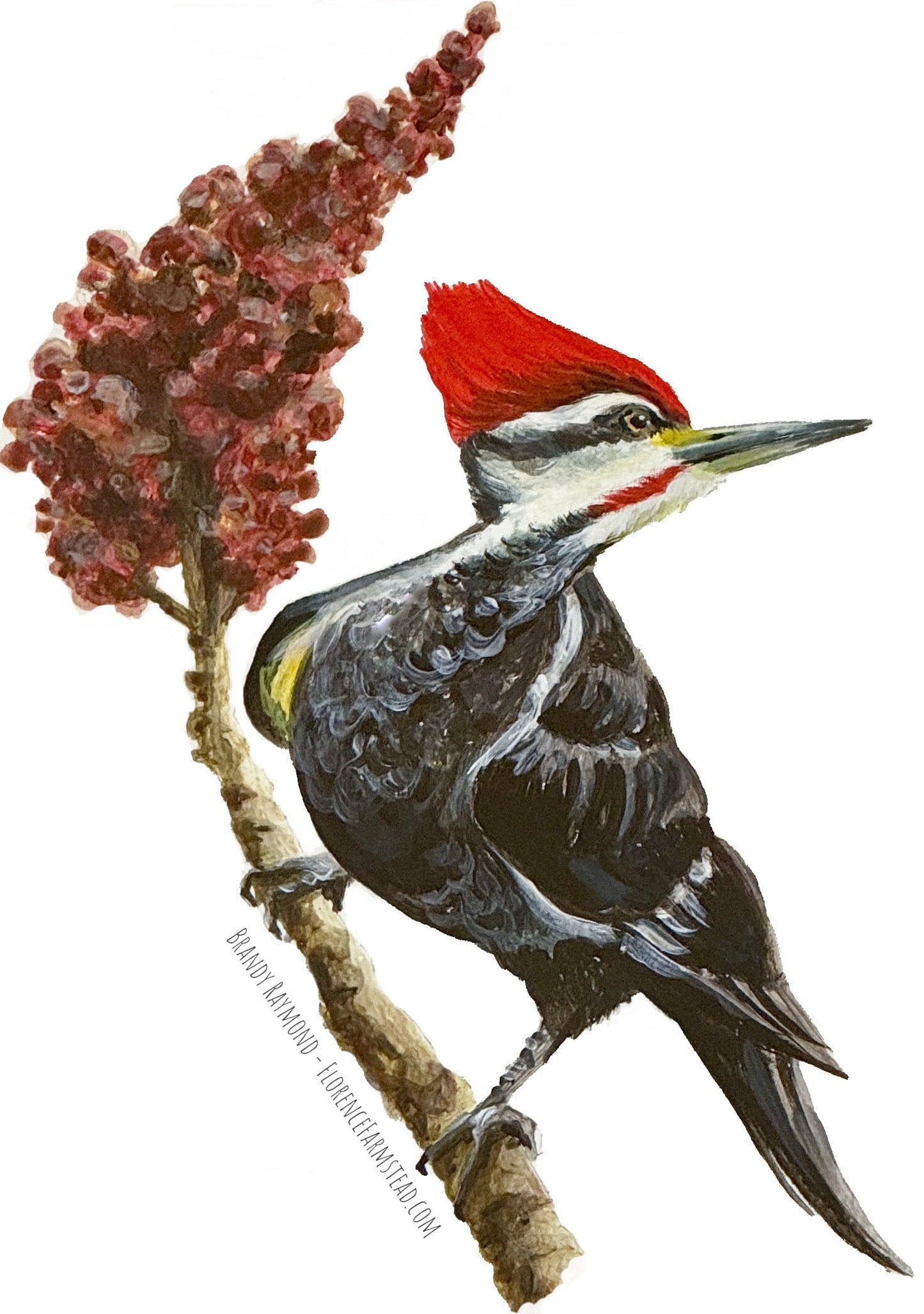Woodpeckers of Maine Bird 3” Sticker