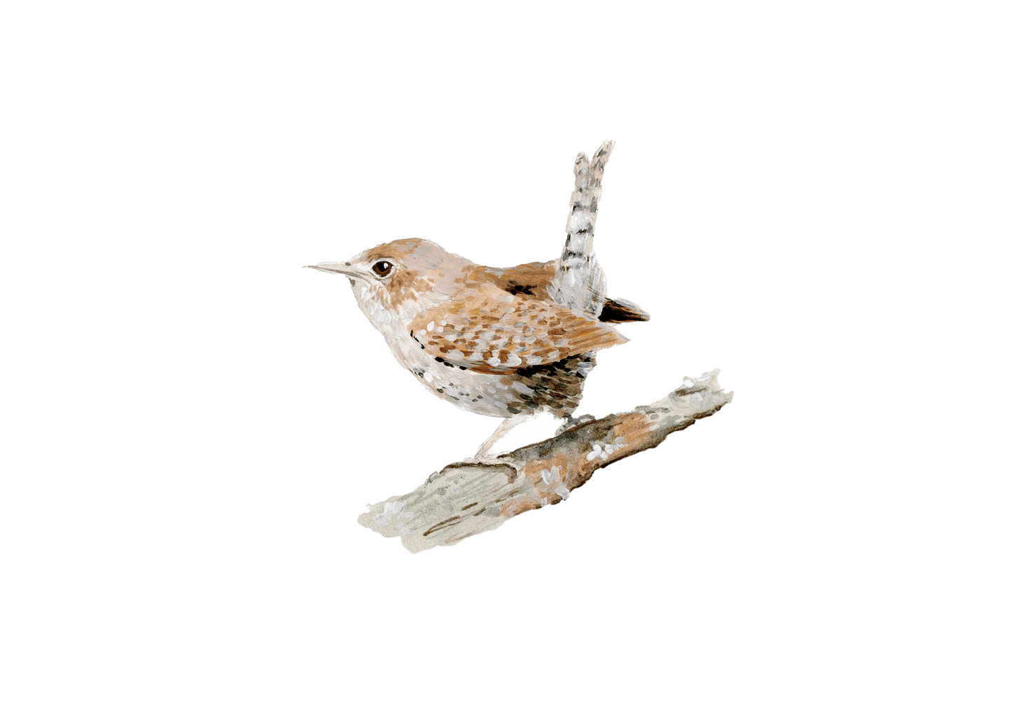 WILD BIRDS CARD - SET OF 8