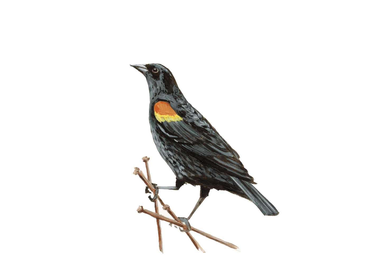 WILD BIRDS CARD - SET OF 8