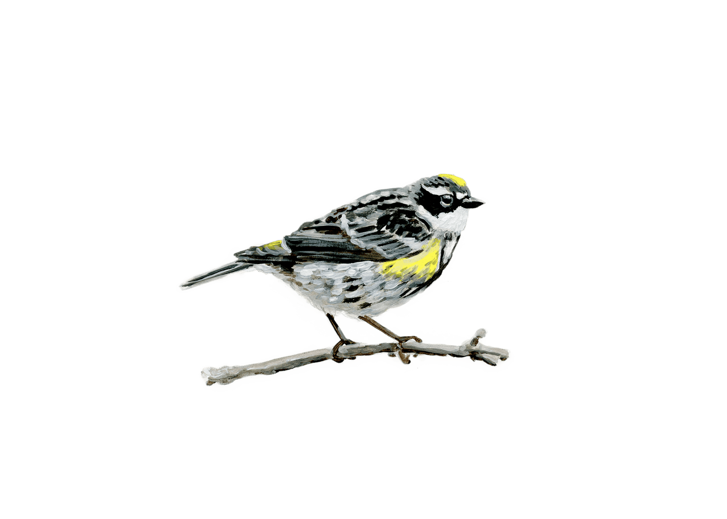 WILD BIRDS CARD - SET OF 8