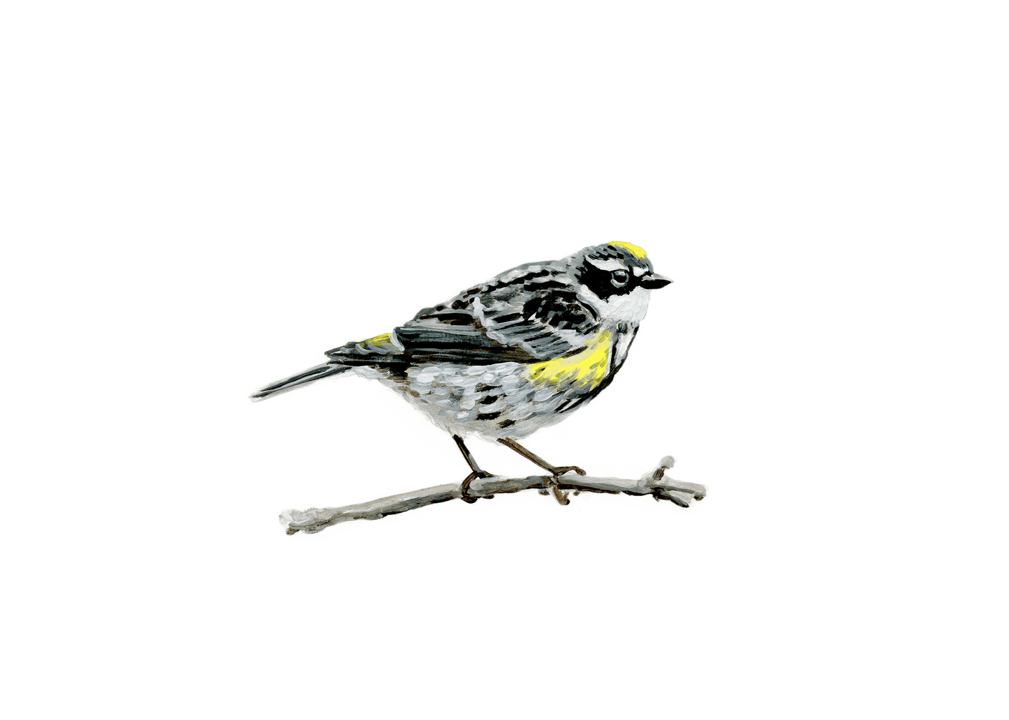 WILD BIRDS CARD - SET OF 8