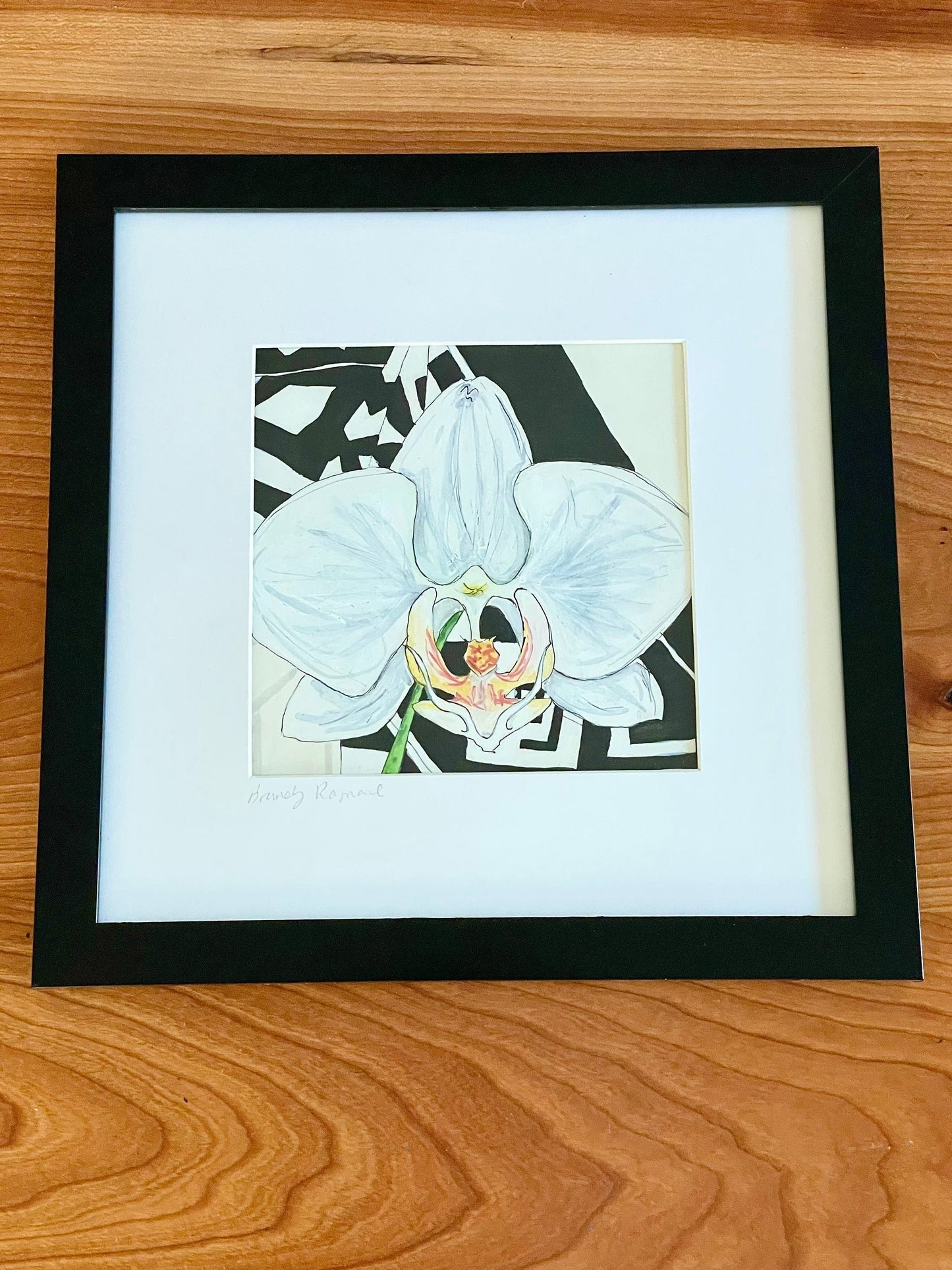 Phalaenopsis Orchid Pen & Ink - 5x5 Framed