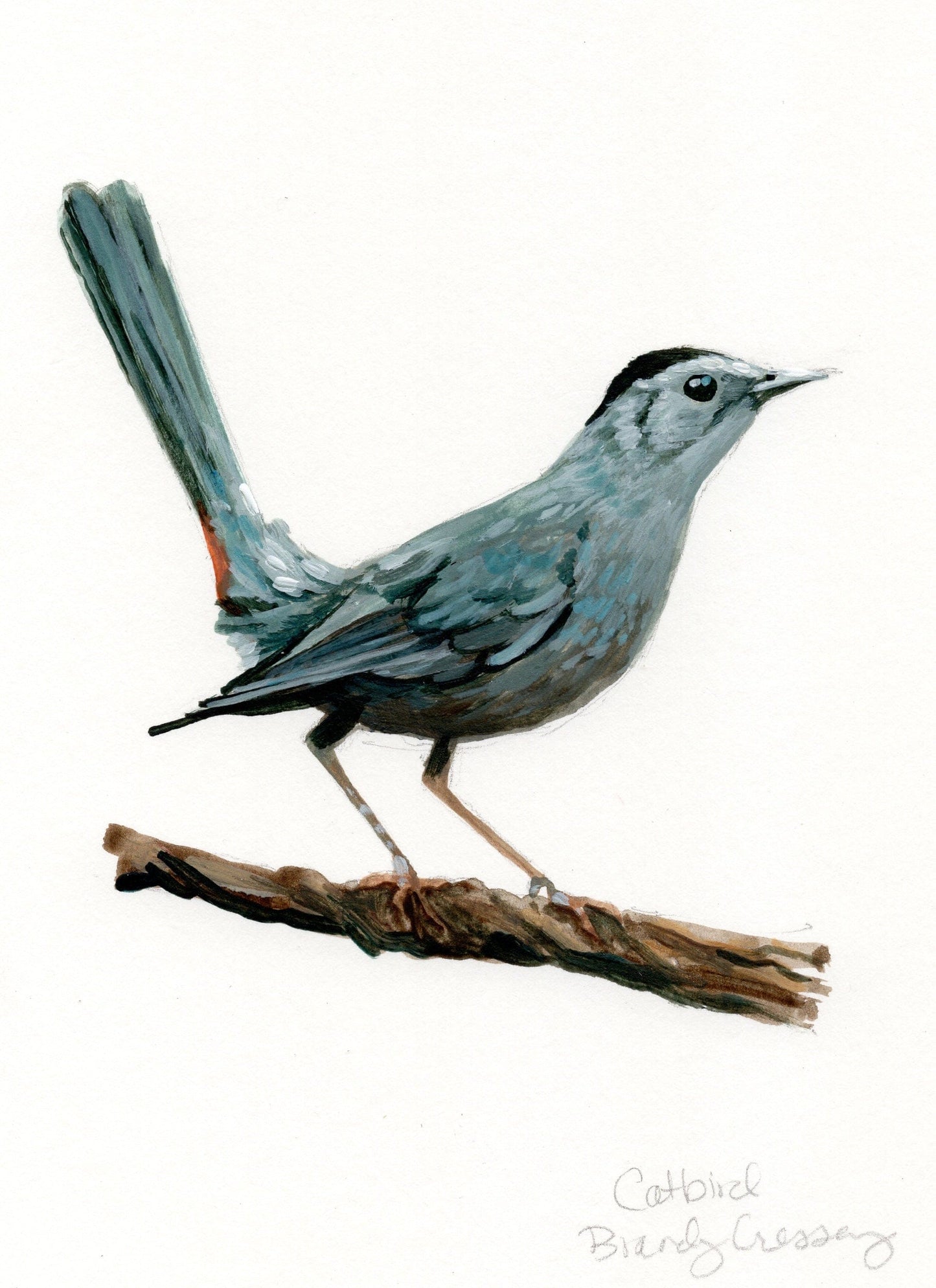Catbird Painting - 5x7 Framed