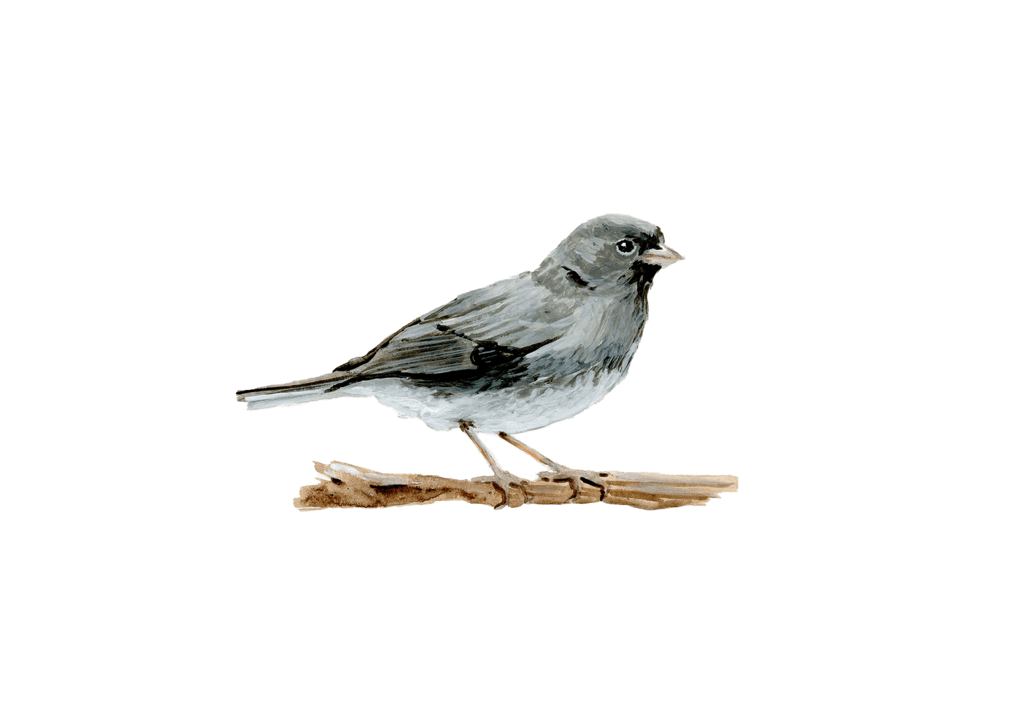 WILD BIRDS CARD - SET OF 8