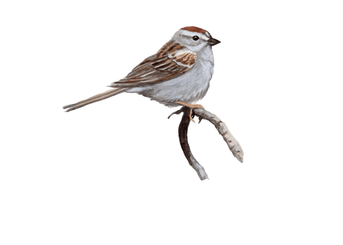 WILD BIRDS CARD - SET OF 8