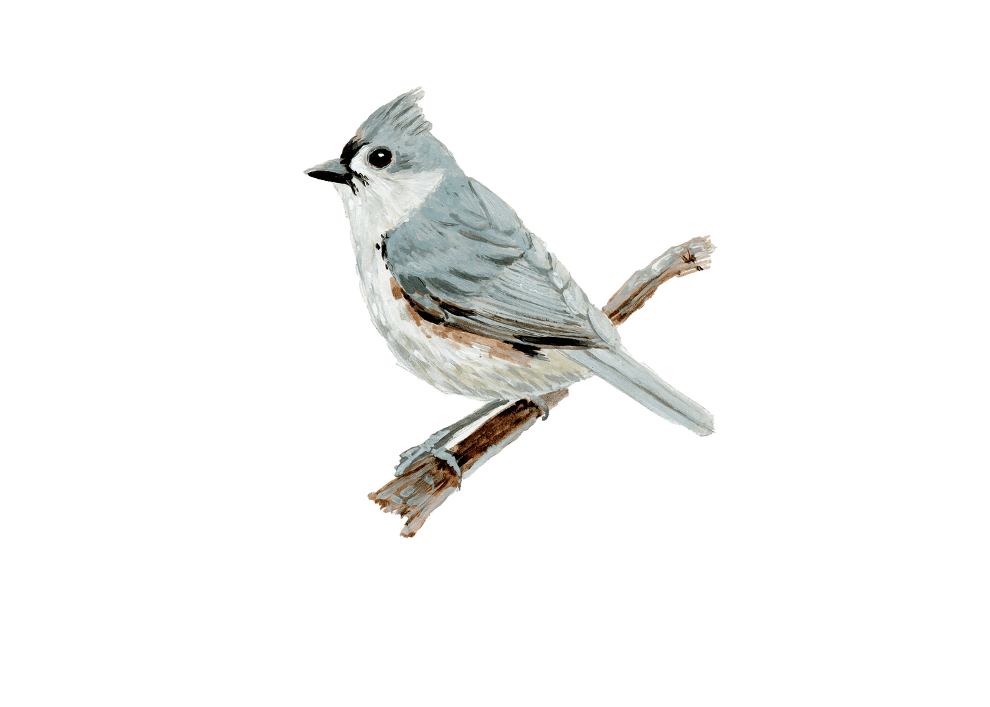 WILD BIRDS CARD - SET OF 8