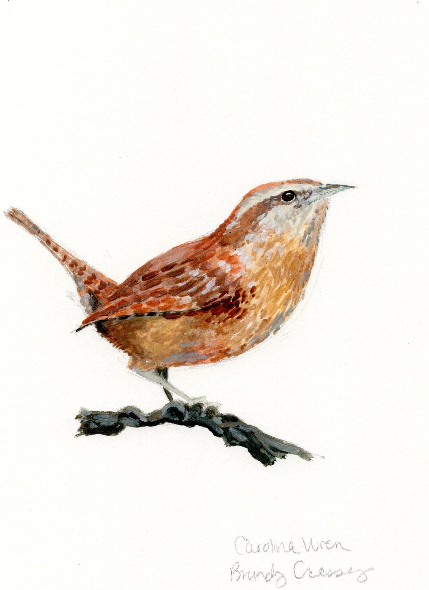 Carolina Wren Painting - 5x7 Framed