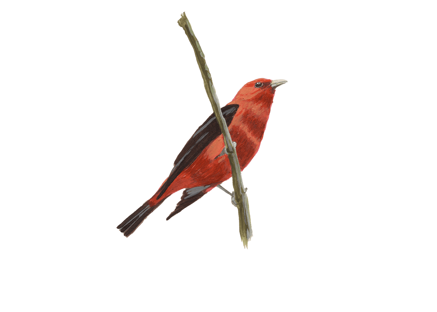 WILD BIRDS CARD - SET OF 8