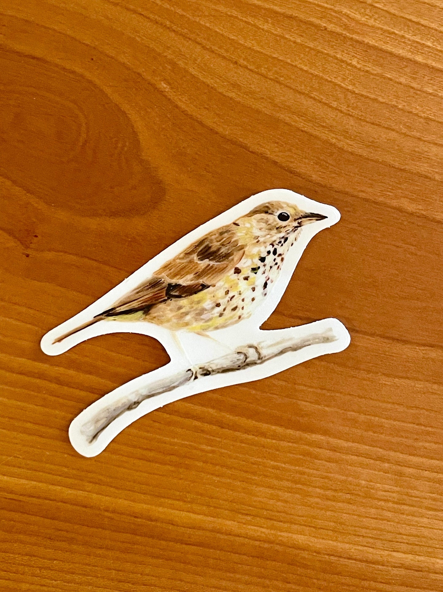 Hermit Thrush 3” Sticker