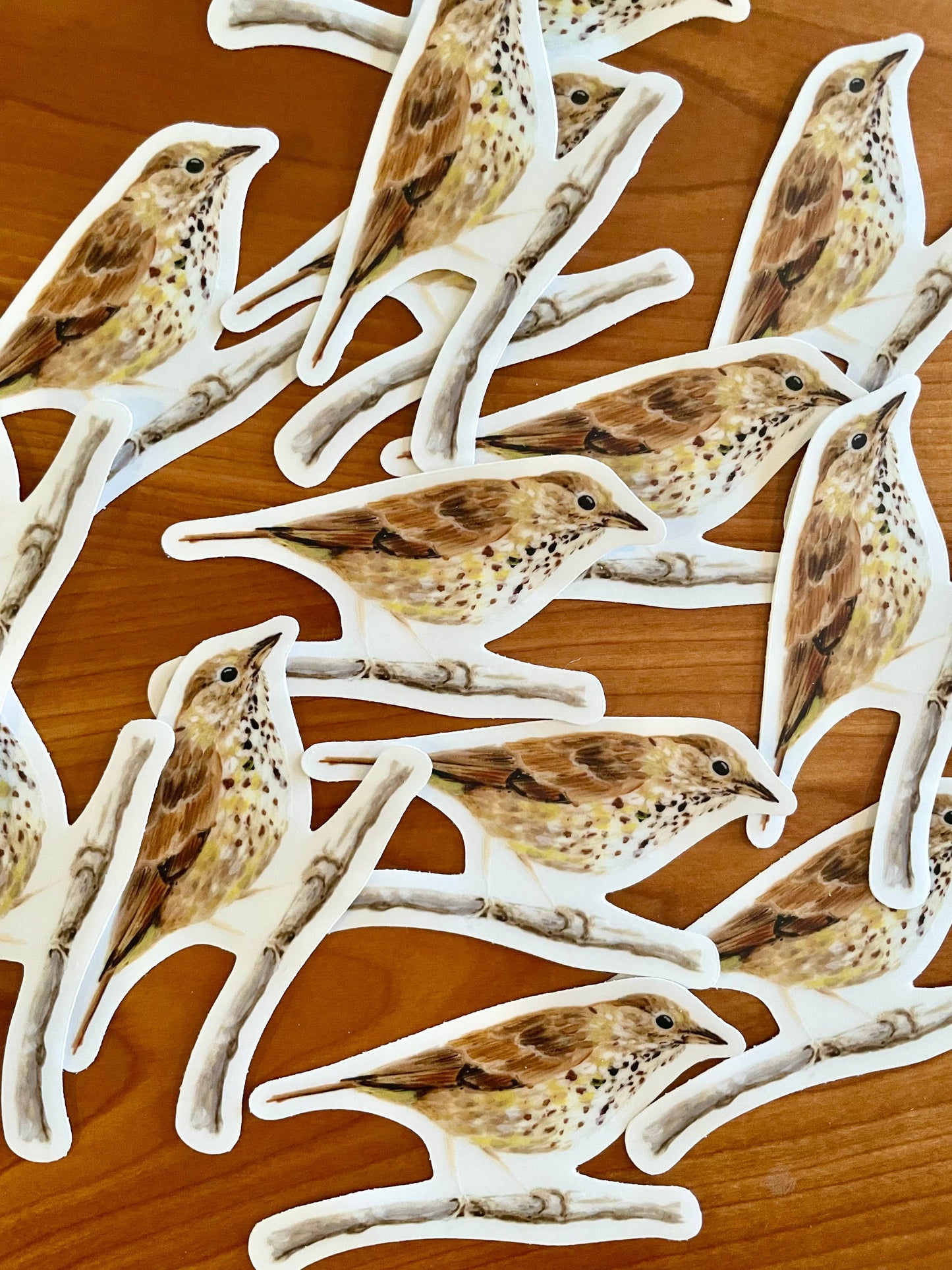 Hermit Thrush 3” Sticker