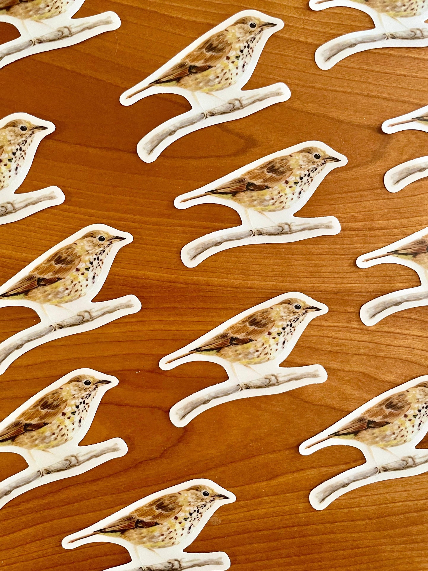 Hermit Thrush 3” Sticker