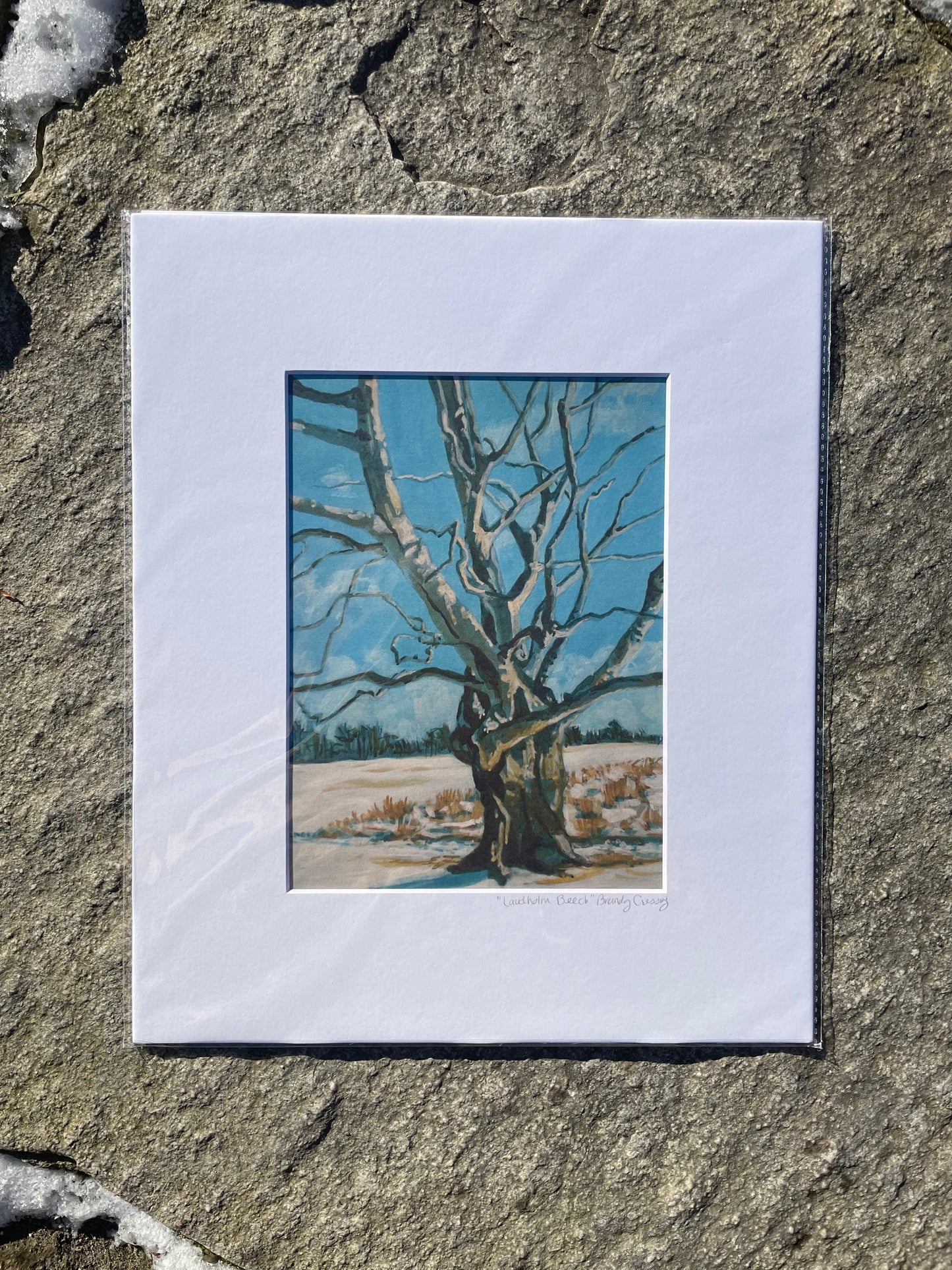 Laudholm Beech Print