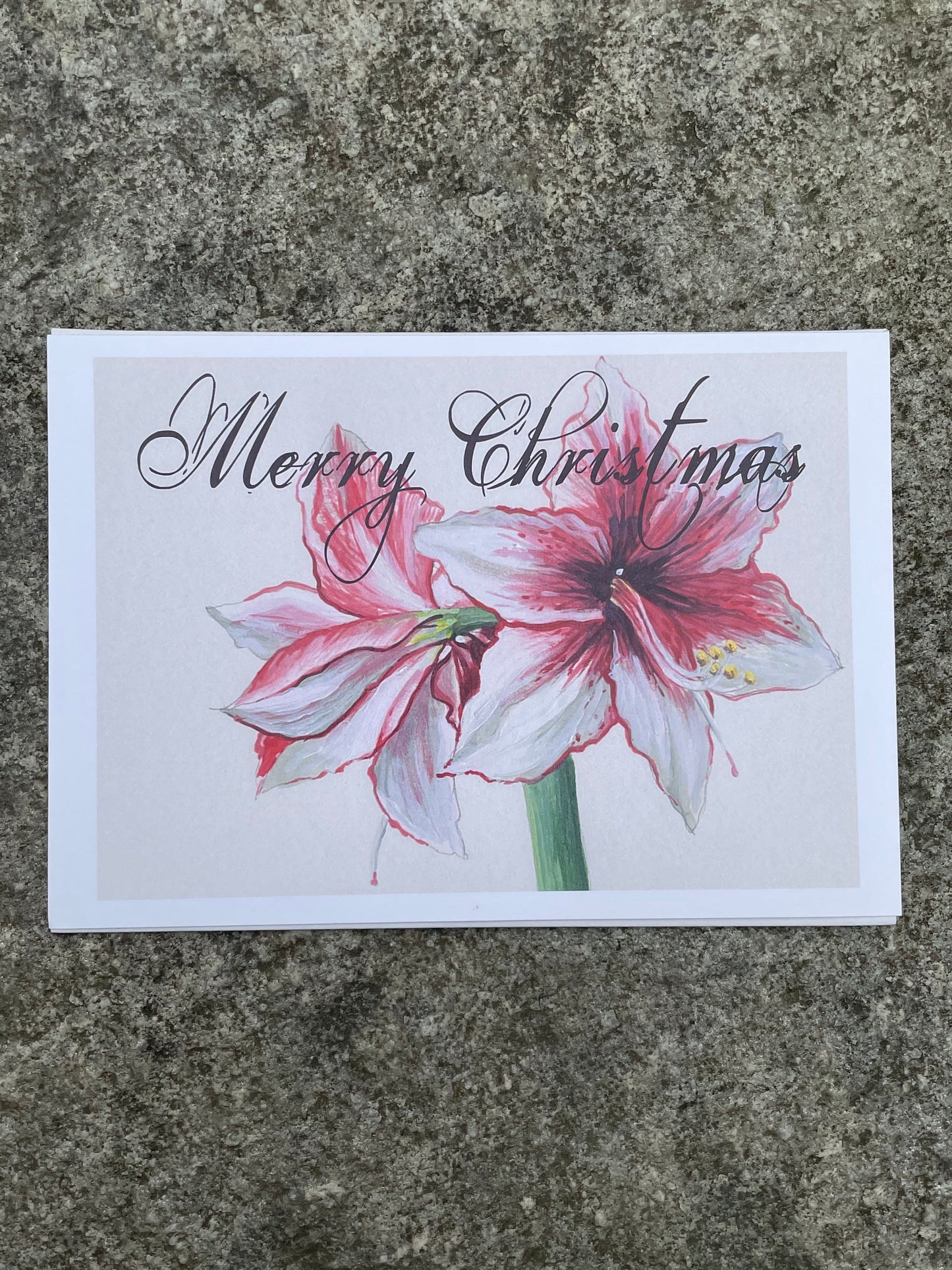 Merry Christmas Amaryllis 5x7 print
