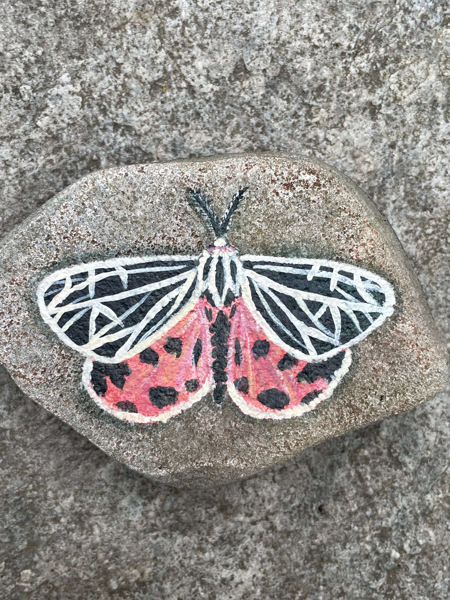 Virgin Tiger Moth Painted Rock