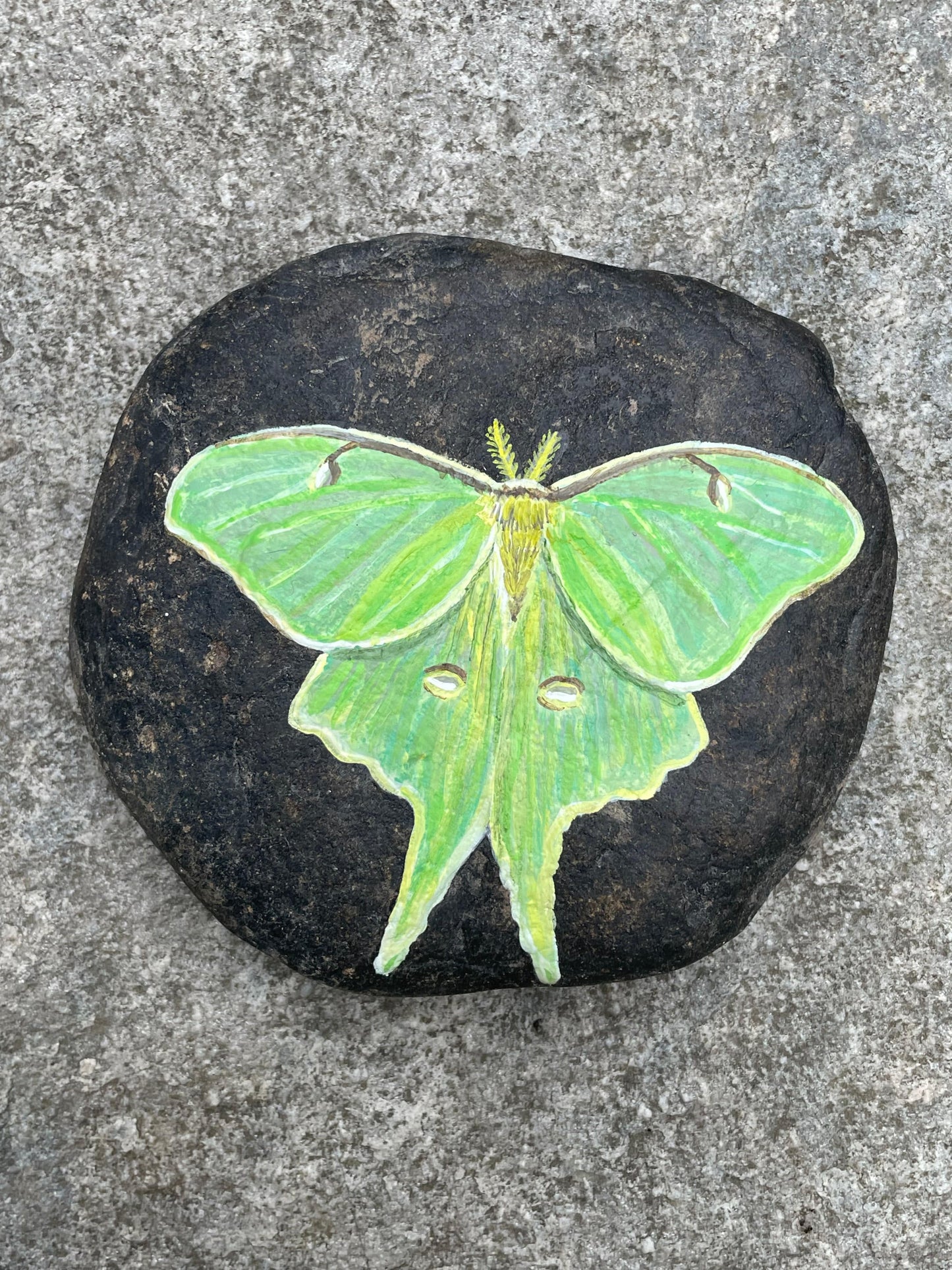 Luna Moth Painted Rock
