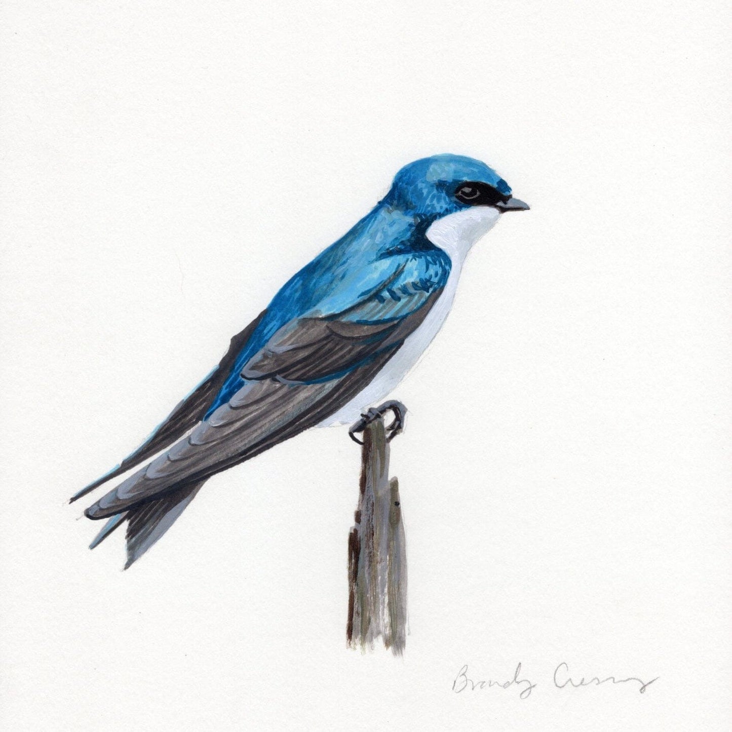 WILD BIRDS CARD - SET OF 8