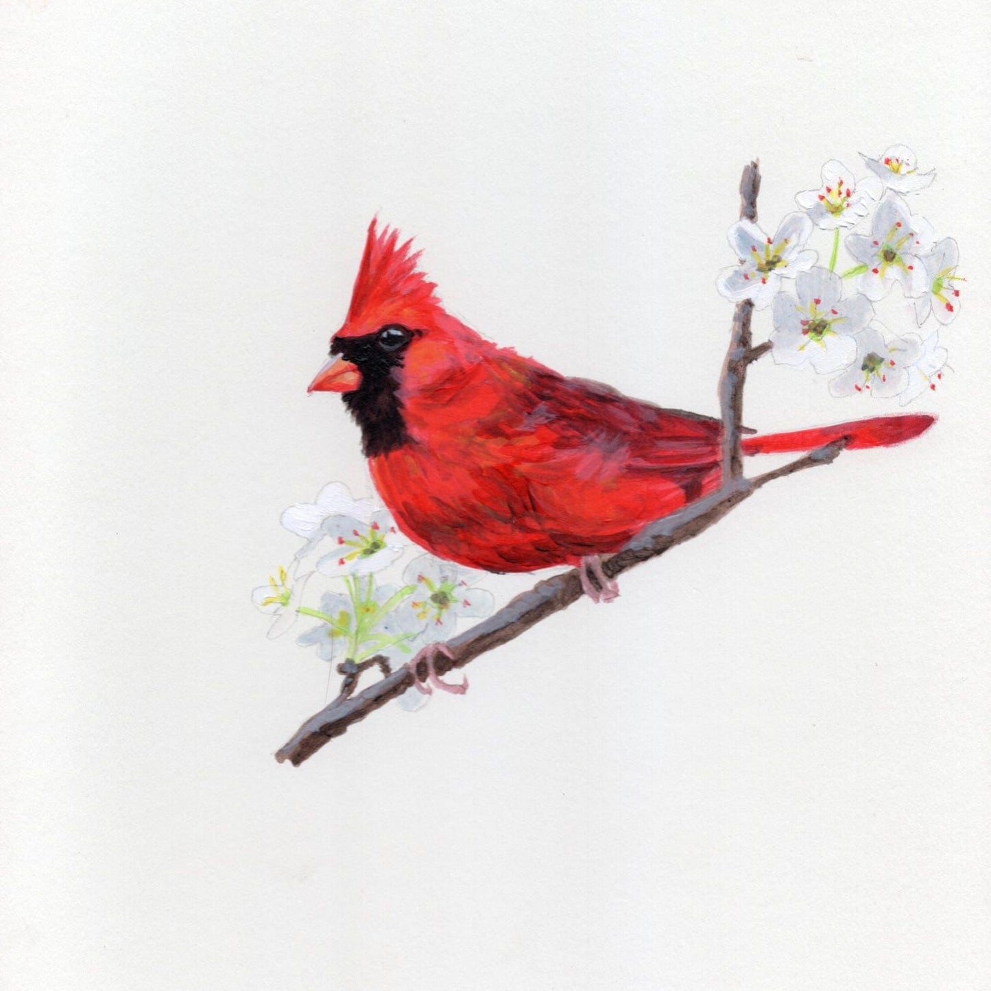 WILD BIRDS CARD - SET OF 8