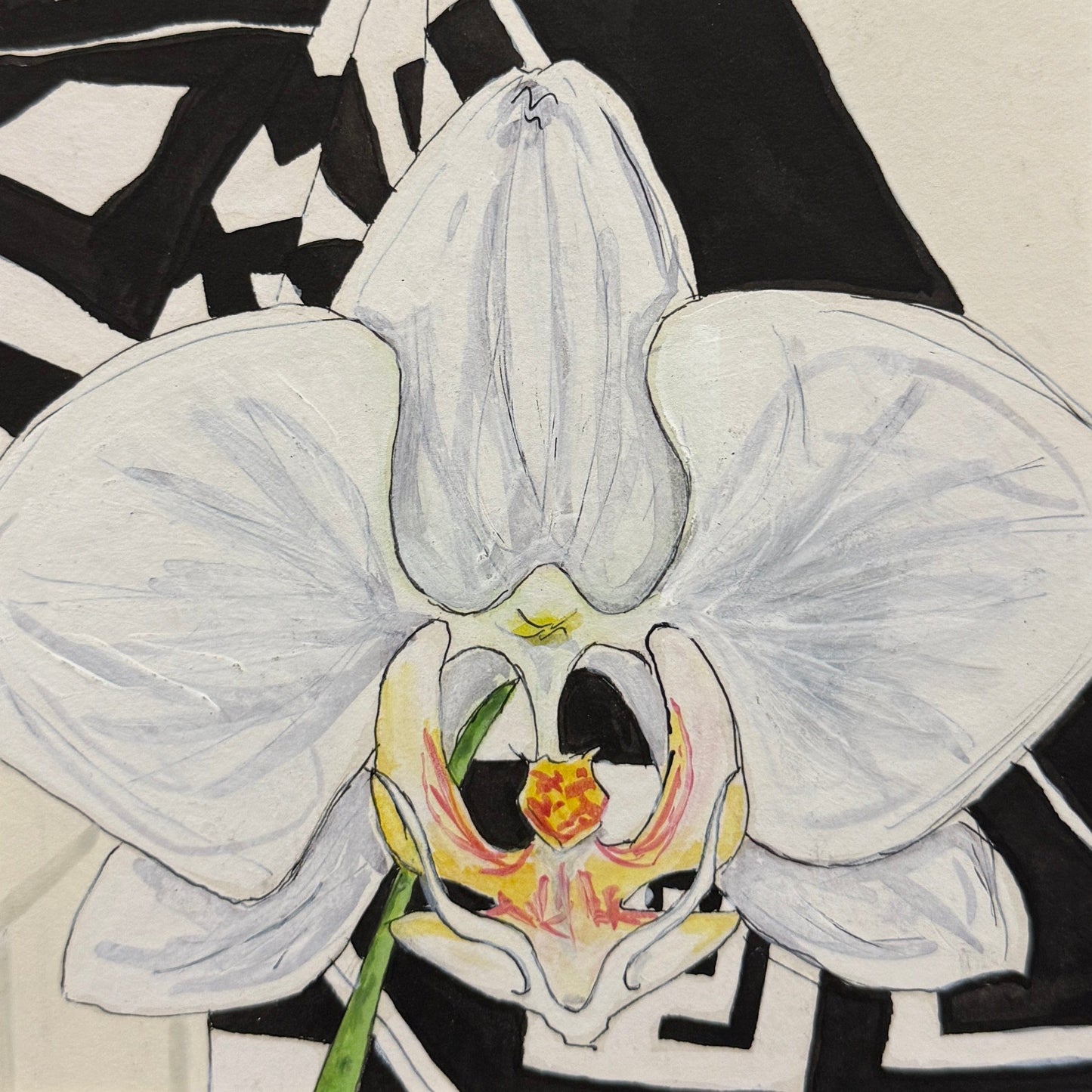 Phalaenopsis Orchid Pen & Ink - 5x5 Framed