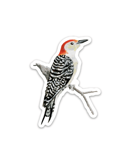 Red-bellied Woodpecker 3” Sticker