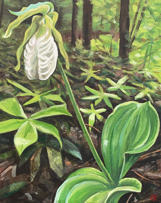 White lady’s slipper