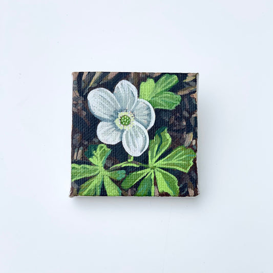Wood anemone acrylic paintings by brandy raymond in Maine