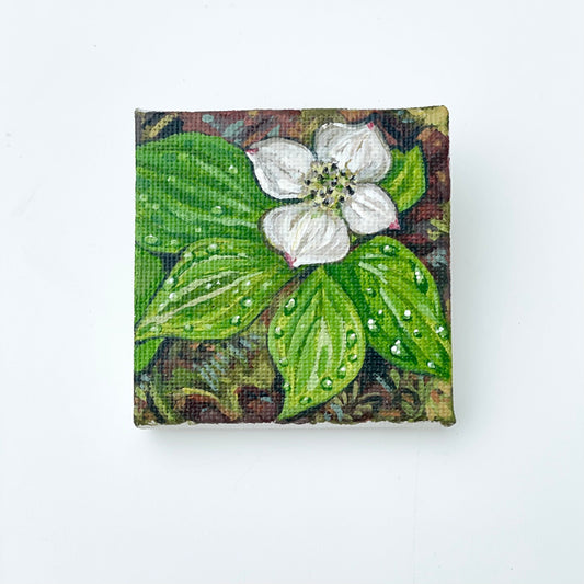 Bunchberry - 2x2 inches