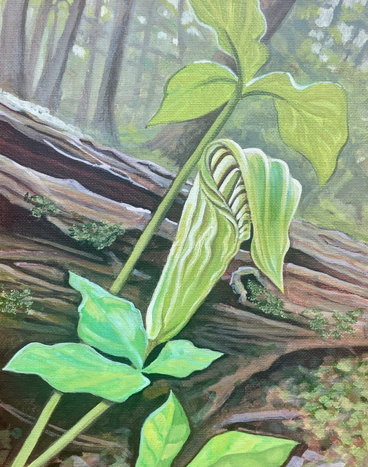 Jack-in-the-pulpit - 8x10