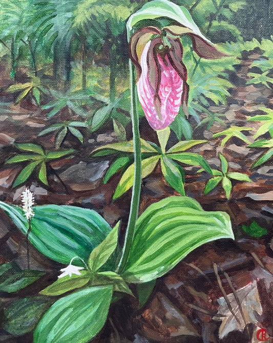 Pink Lady’s Slipper - Found at last - 8x10 Framed