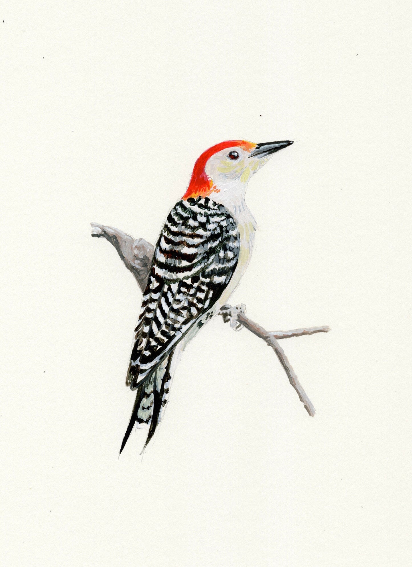Red-bellied Woodpecker Painting - 5x7 Framed