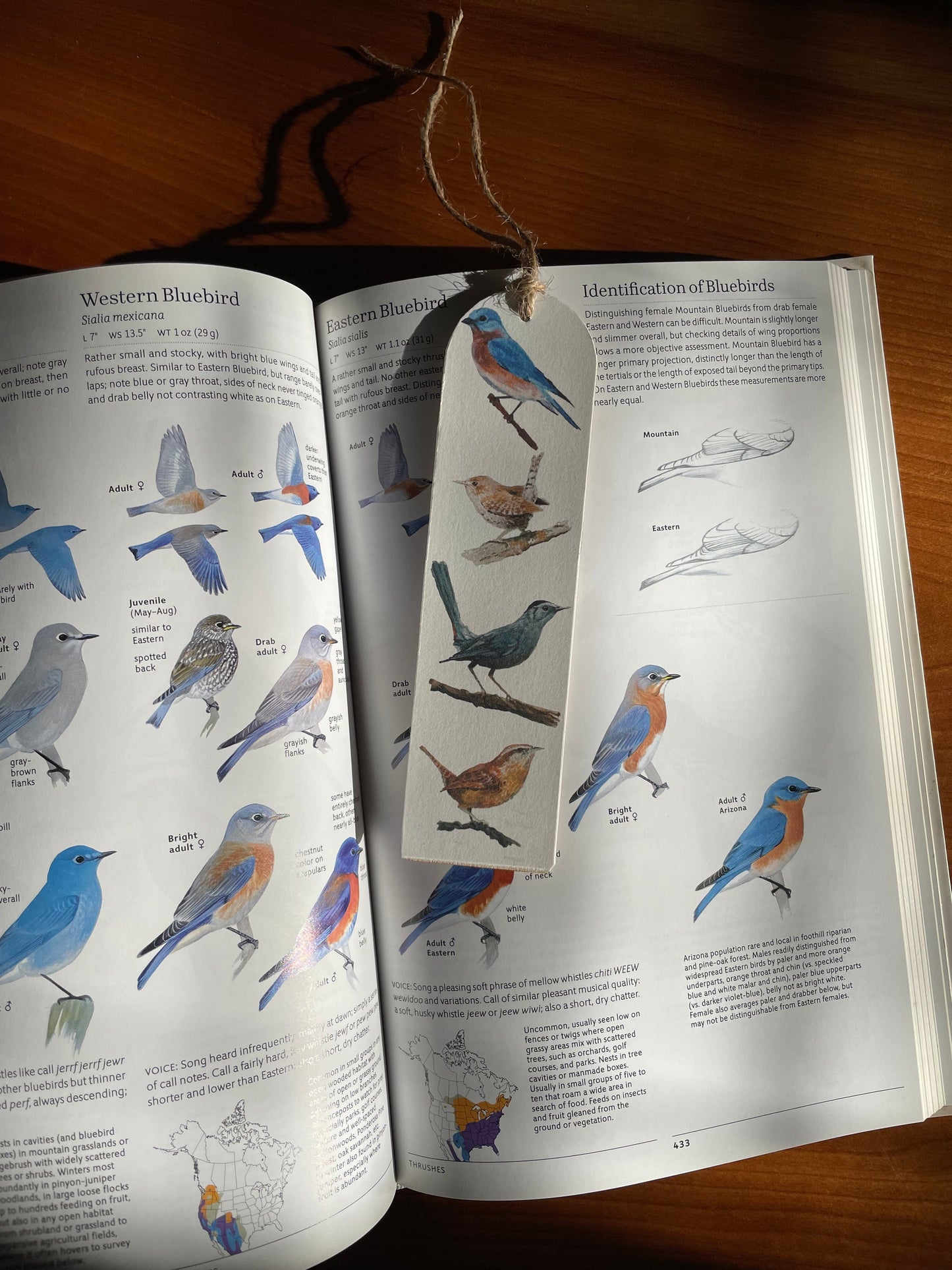 Bluebird, House Wren, Catbird, Carolina Wren - Wood bookmark with jute twine