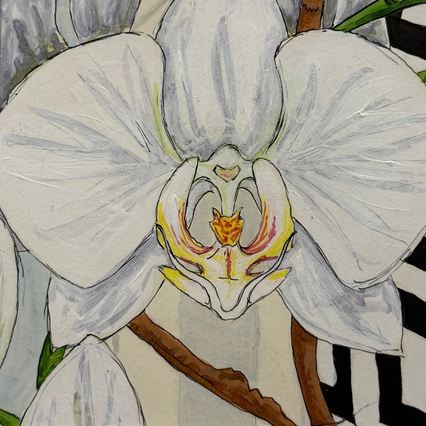 Phalaenopsis Orchid Pen & Ink - 5x5 Framed