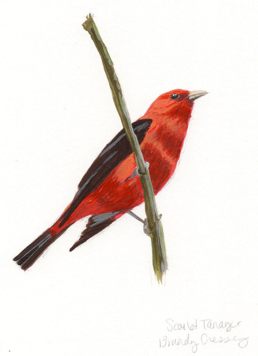 Scarlet Tanager Painting - 5x7 Framed