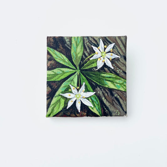 Starflower acrylic painting by brandy raymond in Maine