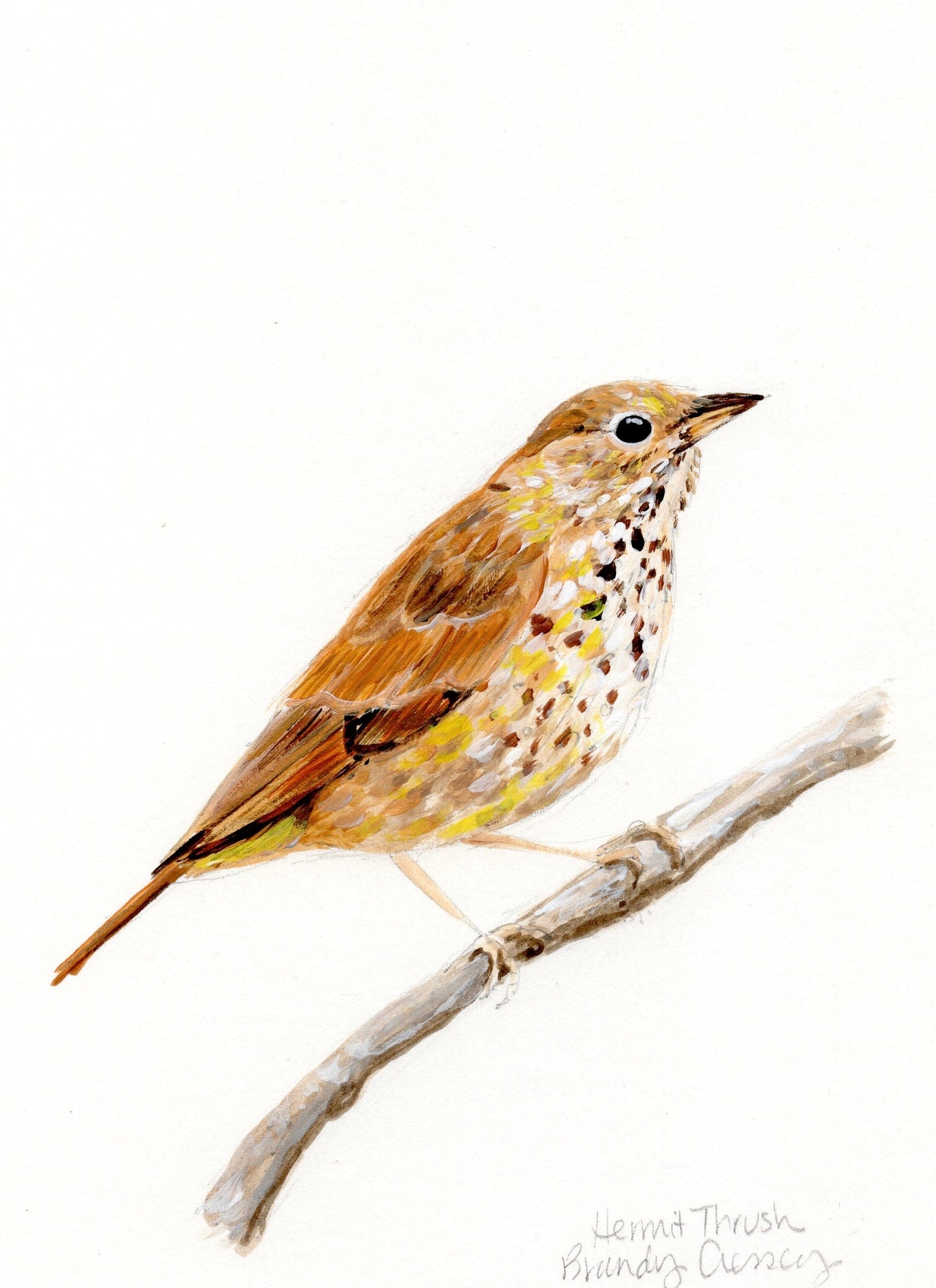 Hermit Thrush Painting - 5x7 Framed