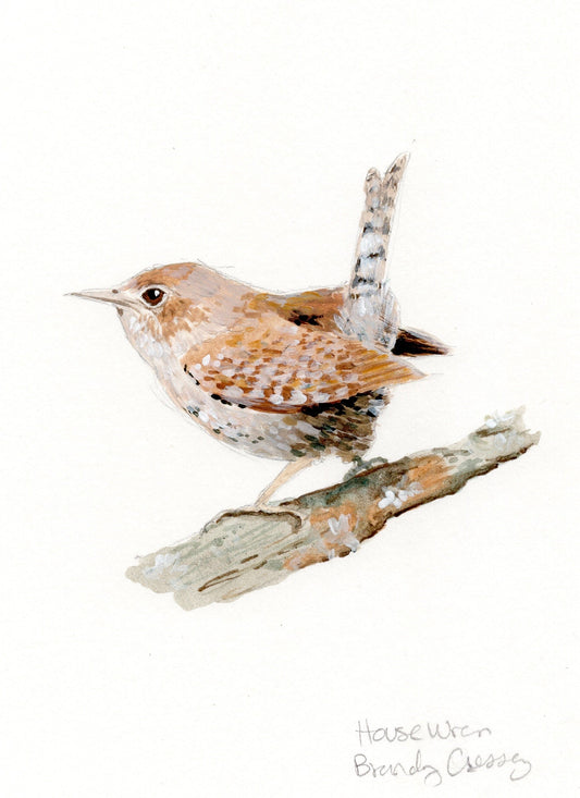 House Wren Painting - 5x7 Framed