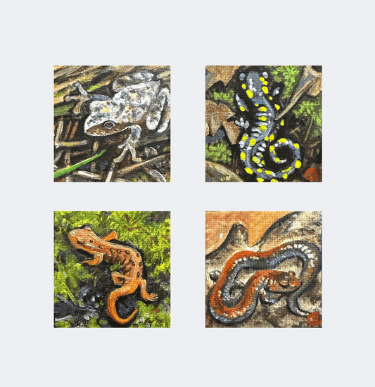 Mini Acrylic Paintings: Spring Amphibians