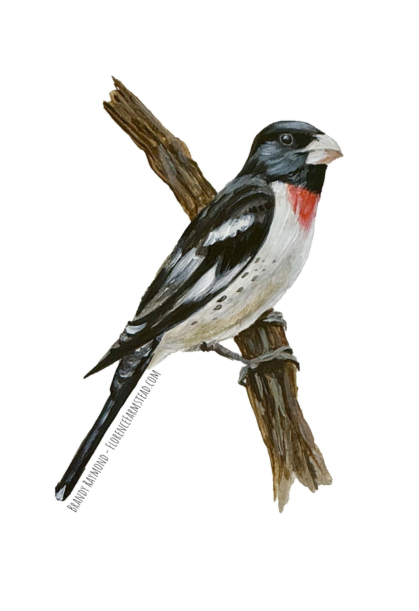 Summer Maine Bird 3” Sticker