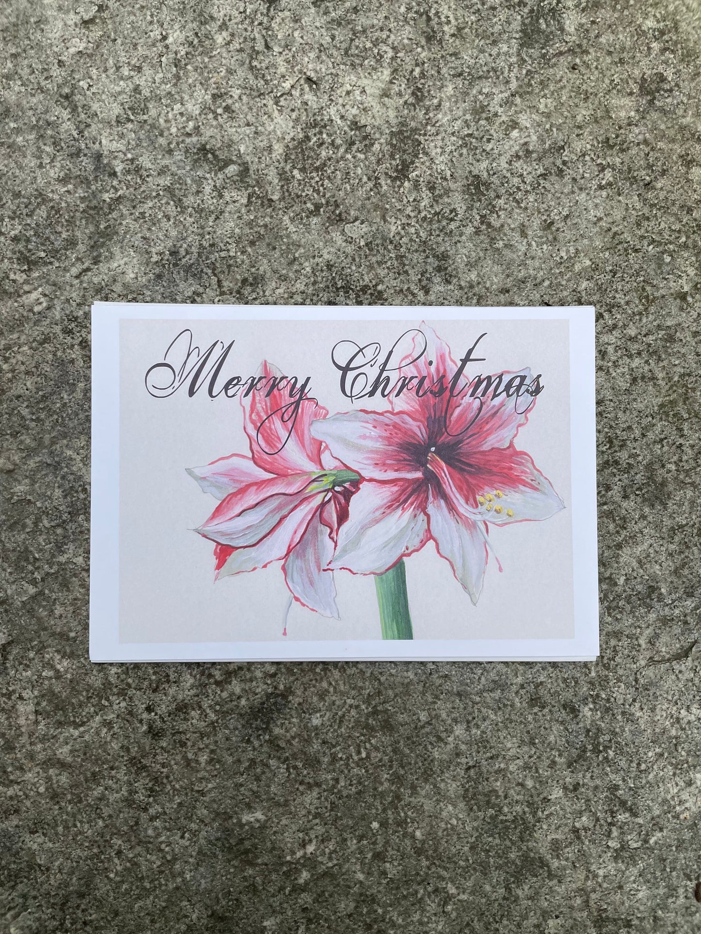Merry Christmas Amaryllis 5x7 print