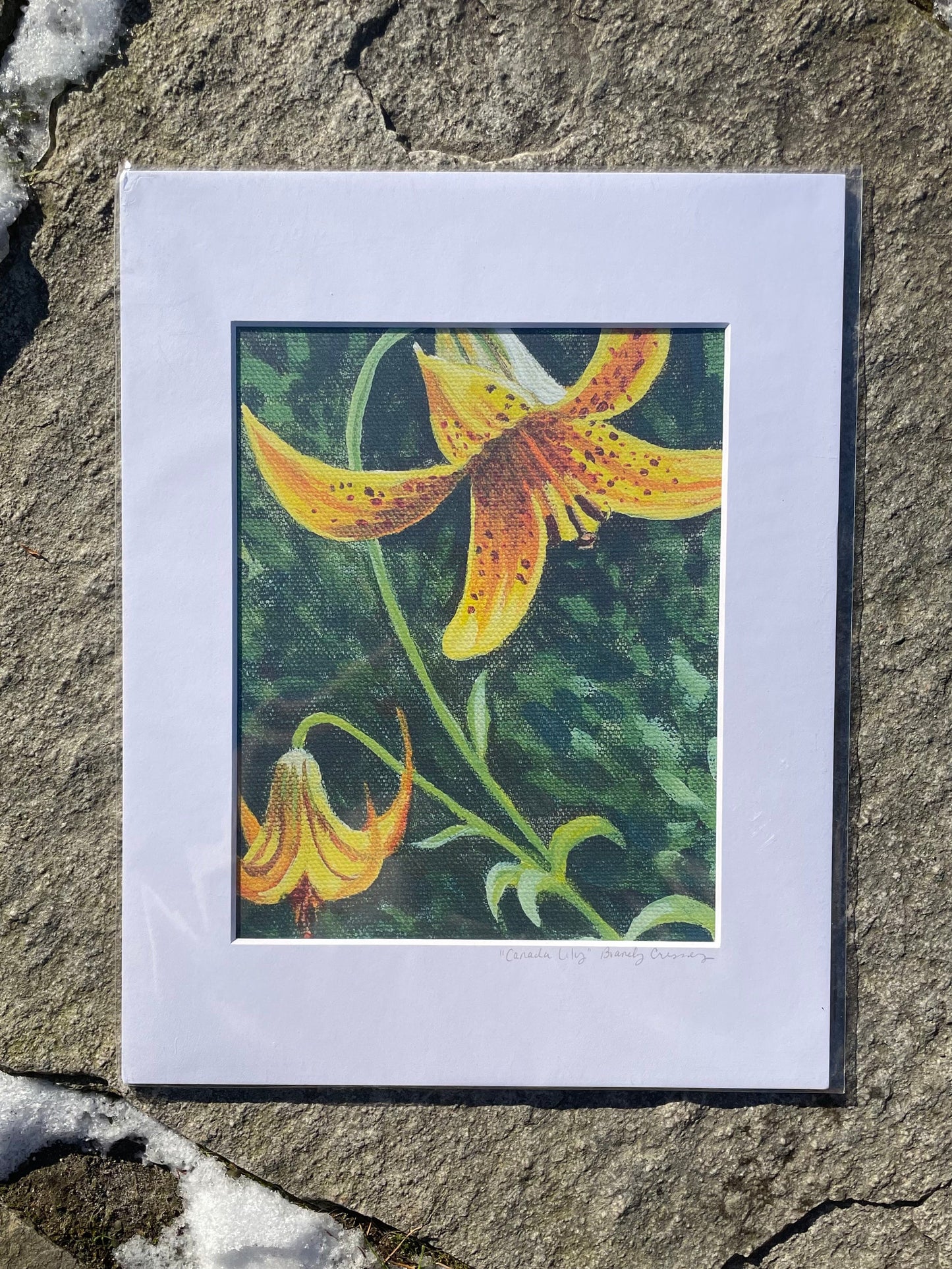 Canada Lily Print