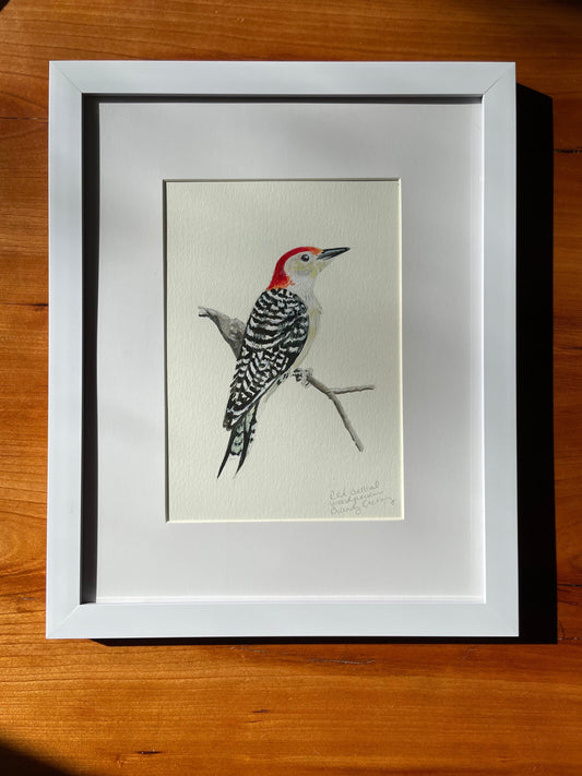 framed acrylic painting of a red-bellied woodpecker by brandy cressey for florence farmstead in maine.