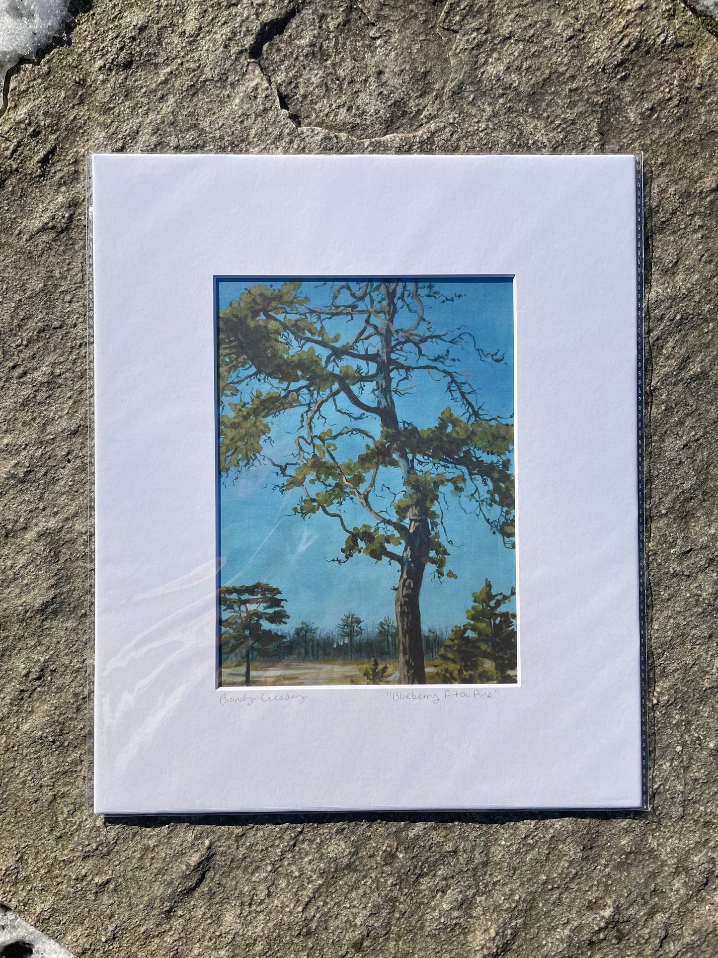 Blueberry Pitch Pine Print
