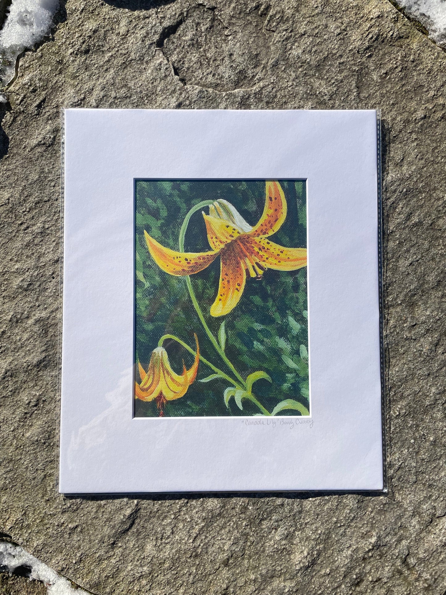 Canada Lily Print