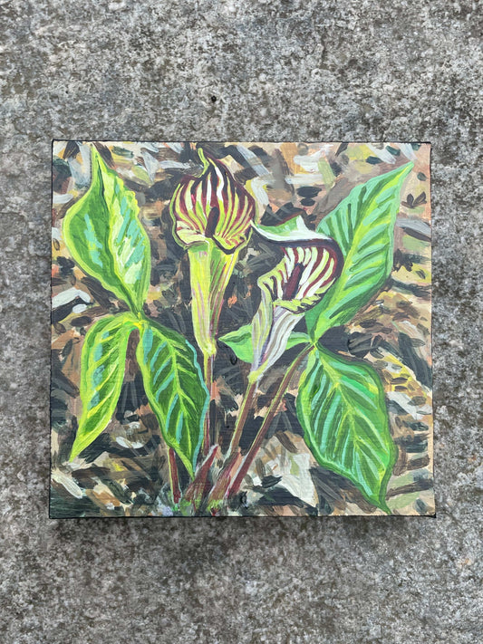 Jack-in-the-pulpit Painting - 4x4